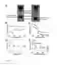 Fig. 25 - Quantum dots, rods, wires, sheets, and ribbons, and uses thereof
