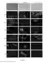 Fig. 05 - Isolation, expansion and characterization of precursor/stem cells from dental tissues