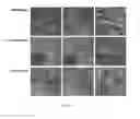 Fig. 09 - Isolation, expansion and characterization of precursor/stem cells from dental tissues