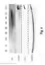 Fig. 03 - Use of jagged 1/frizzled 4 as a cell surface marker for isolating human cardiac ventricular progenitor cells