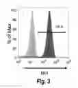 Fig. 04 - Use of jagged 1/frizzled 4 as a cell surface marker for isolating human cardiac ventricular progenitor cells