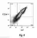 Fig. 07 - Use of jagged 1/frizzled 4 as a cell surface marker for isolating human cardiac ventricular progenitor cells