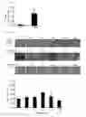 Fig. 02 - Culture medium and method for inducing differentiation of pluripotent stem cells to hepatoblasts