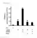 Fig. 04 - Culture medium and method for inducing differentiation of pluripotent stem cells to hepatoblasts