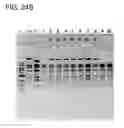 Fig. 40 - Adenoviral assembly method