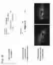 Fig. 57 - Adenoviral assembly method