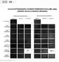 Fig. 62 - Adenoviral assembly method