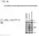 Fig. 64 - Adenoviral assembly method