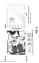 Fig. 07 - Composition and methods for the production of L-homoalanine