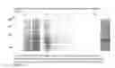 Fig. 05 - Heavy metal resistant esterase
