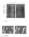 Fig. 07 - THERMOSTABLE NUCLEASE