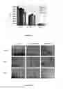 Fig. 05 - MATRIX METALLOPROTEINASSES AND USES THEREOF
