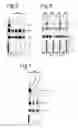 Fig. 04 - Treatment of genetic disorders associated with DNA repeat instability