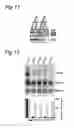 Fig. 06 - Treatment of genetic disorders associated with DNA repeat instability