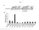 Fig. 02 - Composition for controlling stem cells pluripotency, containing LIN28A methylation inhibitor, and method for screening for LIN28A methylation inhibitor