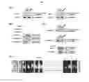 Fig. 04 - Composition for controlling stem cells pluripotency, containing LIN28A methylation inhibitor, and method for screening for LIN28A methylation inhibitor