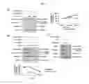 Fig. 08 - Composition for controlling stem cells pluripotency, containing LIN28A methylation inhibitor, and method for screening for LIN28A methylation inhibitor