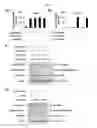 Fig. 09 - Composition for controlling stem cells pluripotency, containing LIN28A methylation inhibitor, and method for screening for LIN28A methylation inhibitor
