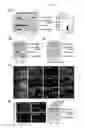 Fig. 10 - Composition for controlling stem cells pluripotency, containing LIN28A methylation inhibitor, and method for screening for LIN28A methylation inhibitor