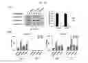 Fig. 14 - Composition for controlling stem cells pluripotency, containing LIN28A methylation inhibitor, and method for screening for LIN28A methylation inhibitor