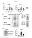 Fig. 15 - Composition for controlling stem cells pluripotency, containing LIN28A methylation inhibitor, and method for screening for LIN28A methylation inhibitor