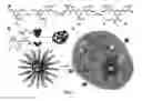 Fig. 02 - Biocompatible infinite coordination polymer nanoparticle-nucleic acid conjugates for antisense gene regulation