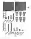Fig. 04 - Biocompatible infinite coordination polymer nanoparticle-nucleic acid conjugates for antisense gene regulation