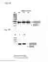 Fig. 04 - Method for efficient exon (44) skipping in duchenne muscular dystrophy and associated means