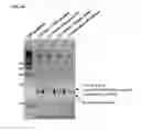 Fig. 28 - Cell-specific internalizing RNA aptamers against human CCR5 and uses therefore