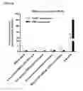 Fig. 30 - Cell-specific internalizing RNA aptamers against human CCR5 and uses therefore