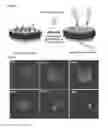 Fig. 32 - Cell-specific internalizing RNA aptamers against human CCR5 and uses therefore