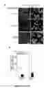 Fig. 06 - Antiproliferative agent