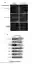 Fig. 07 - Antiproliferative agent