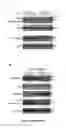 Fig. 08 - Antiproliferative agent