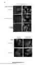 Fig. 26 - Antiproliferative agent