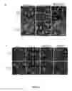 Fig. 40 - Antiproliferative agent