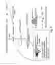 Fig. 18 - RNA interference mediated inhibition of gene expression using chemically modified short interfering nucleic acid (siNA)