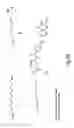 Fig. 44 - RNA interference mediated inhibition of gene expression using chemically modified short interfering nucleic acid (siNA)