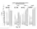 Fig. 80 - RNA interference mediated inhibition of gene expression using chemically modified short interfering nucleic acid (siNA)