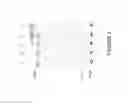 Fig. 06 - Engineered organisms for production of novel lipids