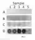 Fig. 06 - Compositions Having Dicamba Decarboxylase Activity and Methods of Use