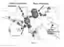 Fig. 12 - Compositions Having Dicamba Decarboxylase Activity and Methods of Use