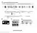 Fig. 03 - Enhanced Expression Of RNA Vectors