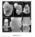 Fig. 04 - Enhanced Expression Of RNA Vectors