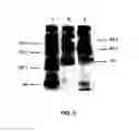 Fig. 05 - Self-complementary parvoviral vectors, and methods for making and using the same