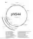 Fig. 05 - Genetically modified 