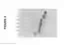 Fig. 10 - Production of Defined Monodisperse Heparosan Polymers and Unnatural Polymers with Polysaccharide Synthases
