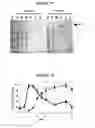 Fig. 18 - Production of Defined Monodisperse Heparosan Polymers and Unnatural Polymers with Polysaccharide Synthases