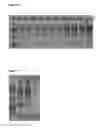 Fig. 05 - Probability-directed isolation of nucleotide sequences (PINS)