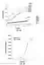 Fig. 02 - METHODS FOR IDENTIFYING PROTEINS AND COMPOUNDS THAT MODULATE THE ACTIVITY OF OTUB1